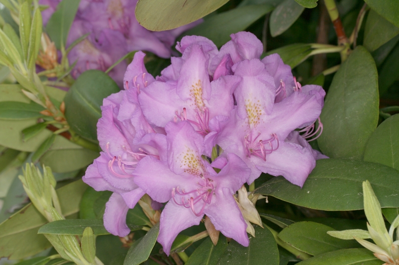 Pontischer Rhododendron (<i>Rhododendron ponticum</i>)